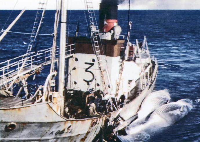 SFJ00119460620001 KOS 29